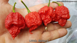 Little Bastard - Pepper Seeds - White Hot Peppers