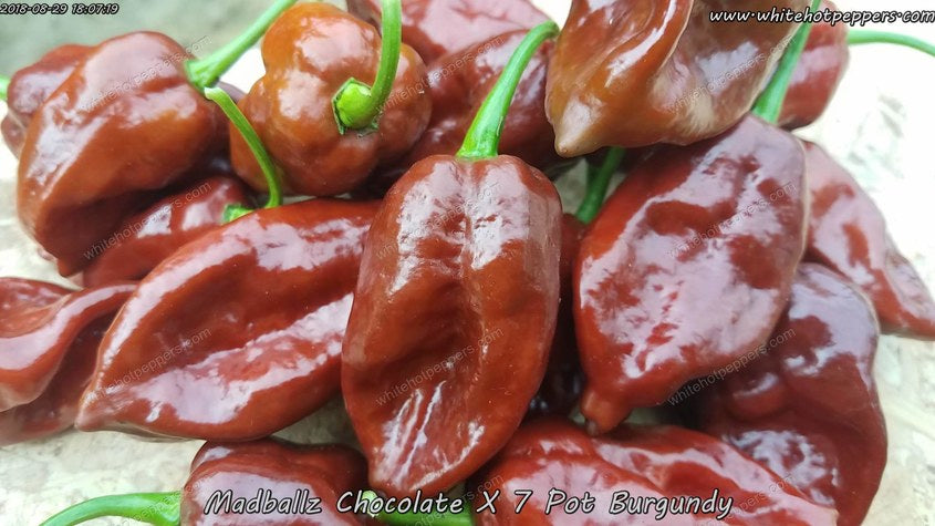 Madballz Chocolate x 7 Pot Burgundy - Pepper Seeds - White Hot Peppers