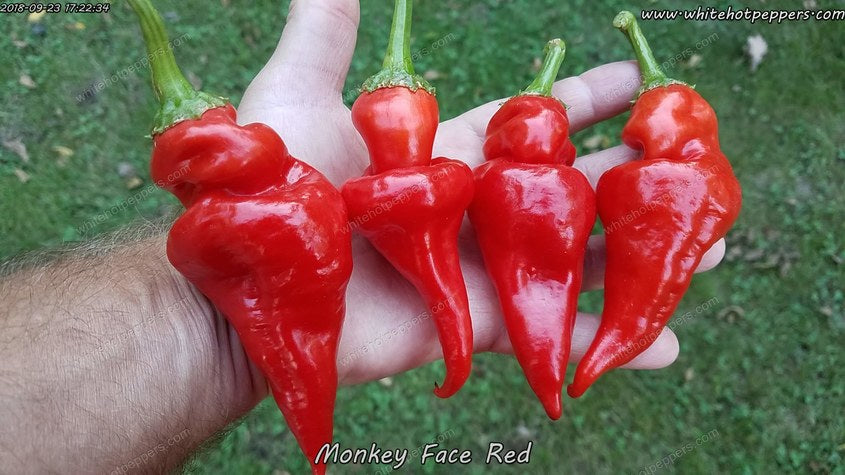 Monkey Face Red - Pepper Seeds - White Hot Peppers