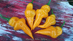 Monkey Face Yellow - Pepper Seeds - White Hot Peppers