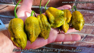 Mustard Moruga Brains x Gator Jigsaw - Pepper Seeds - White Hot Peppers