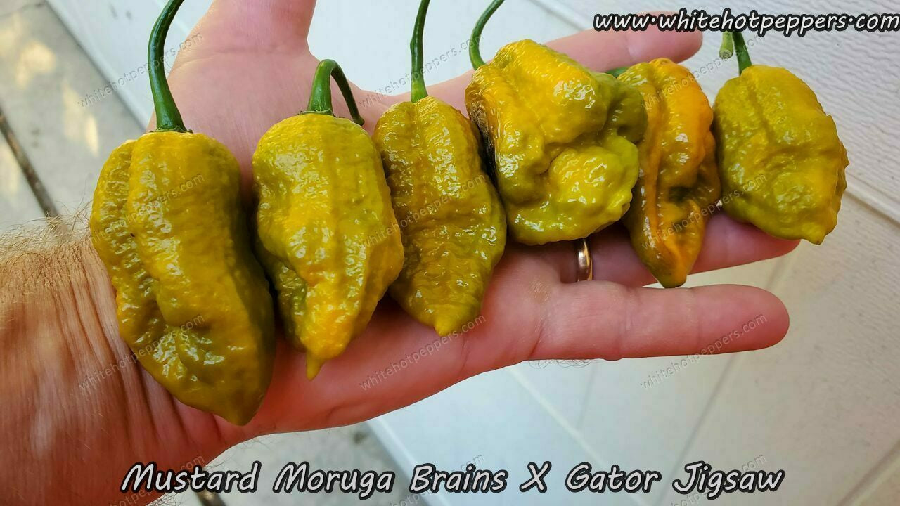 Mustard Moruga Brains x Gator Jigsaw - Pepper Seeds - White Hot Peppers