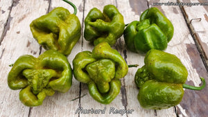 Mustard Reaper - Pepper Seeds - White Hot Peppers