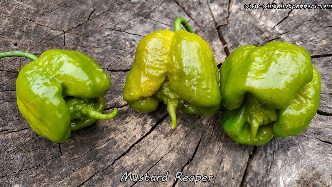 Mustard Reaper - Pepper Seeds - White Hot Peppers