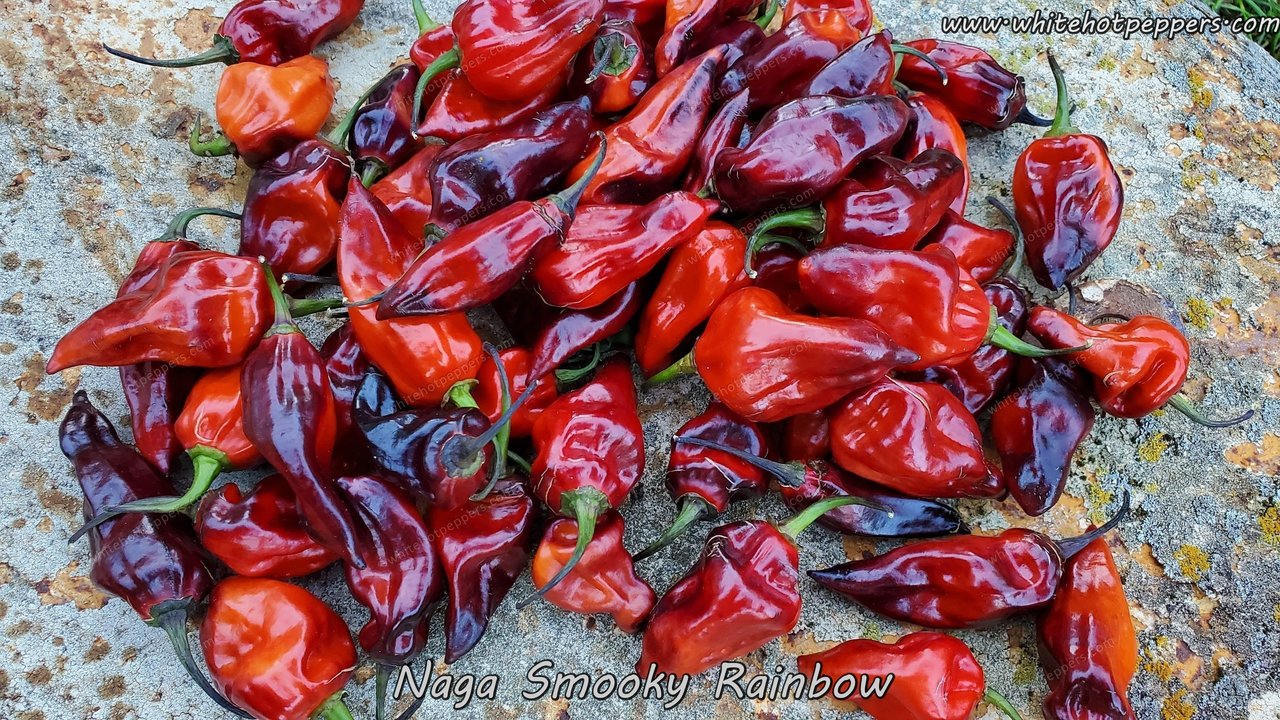 Naga Smooky Rainbow - Pepper Seeds - White Hot Peppers
