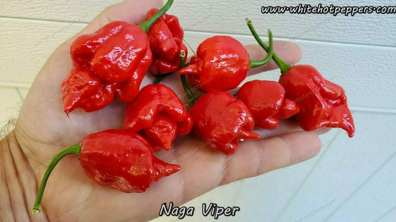 Naga Viper - Pepper Seeds - White Hot Peppers