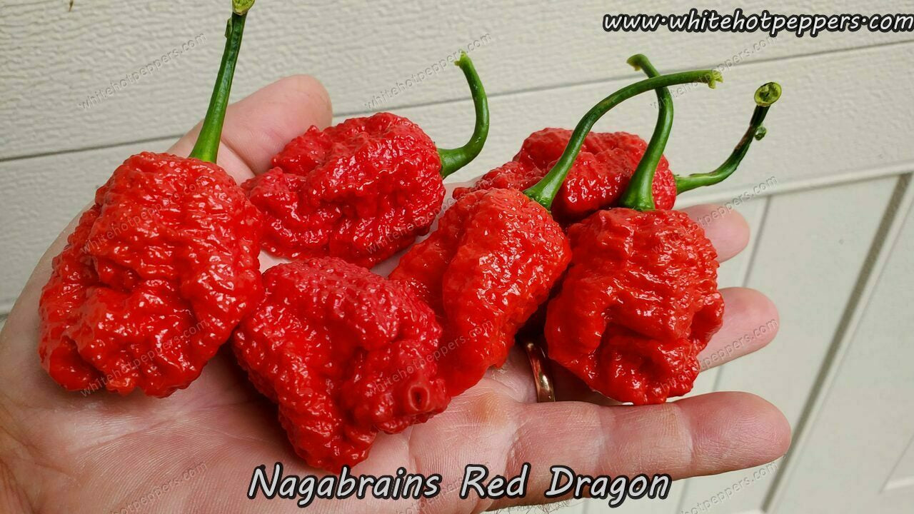 Nagabrains Red Dragon - Pepper Seeds - White Hot Peppers