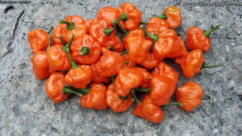 Orange Blob - Pepper Seeds - White Hot Peppers