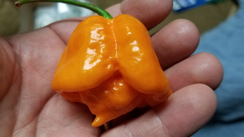 Orange Yaky - Pepper Seeds - White Hot Peppers