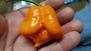 Orange Yaky - Pepper Seeds - White Hot Peppers