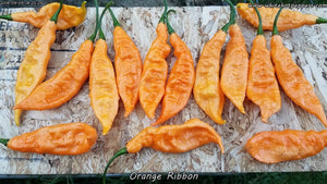 Orange Ribbon - Pepper Seeds - White Hot Peppers