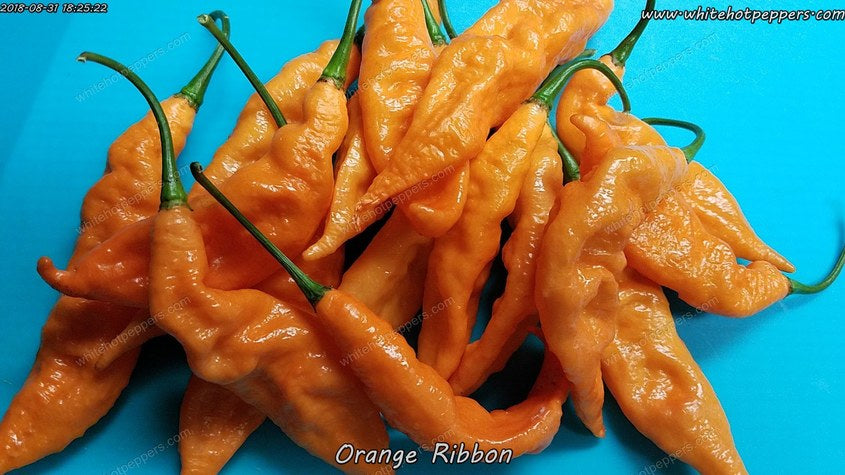 Orange Ribbon - Pepper Seeds - White Hot Peppers