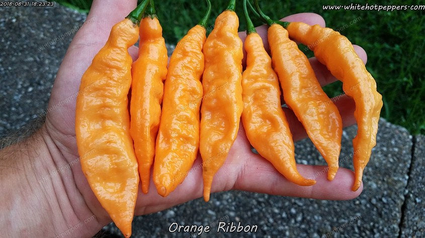 Orange Ribbon - Pepper Seeds - White Hot Peppers