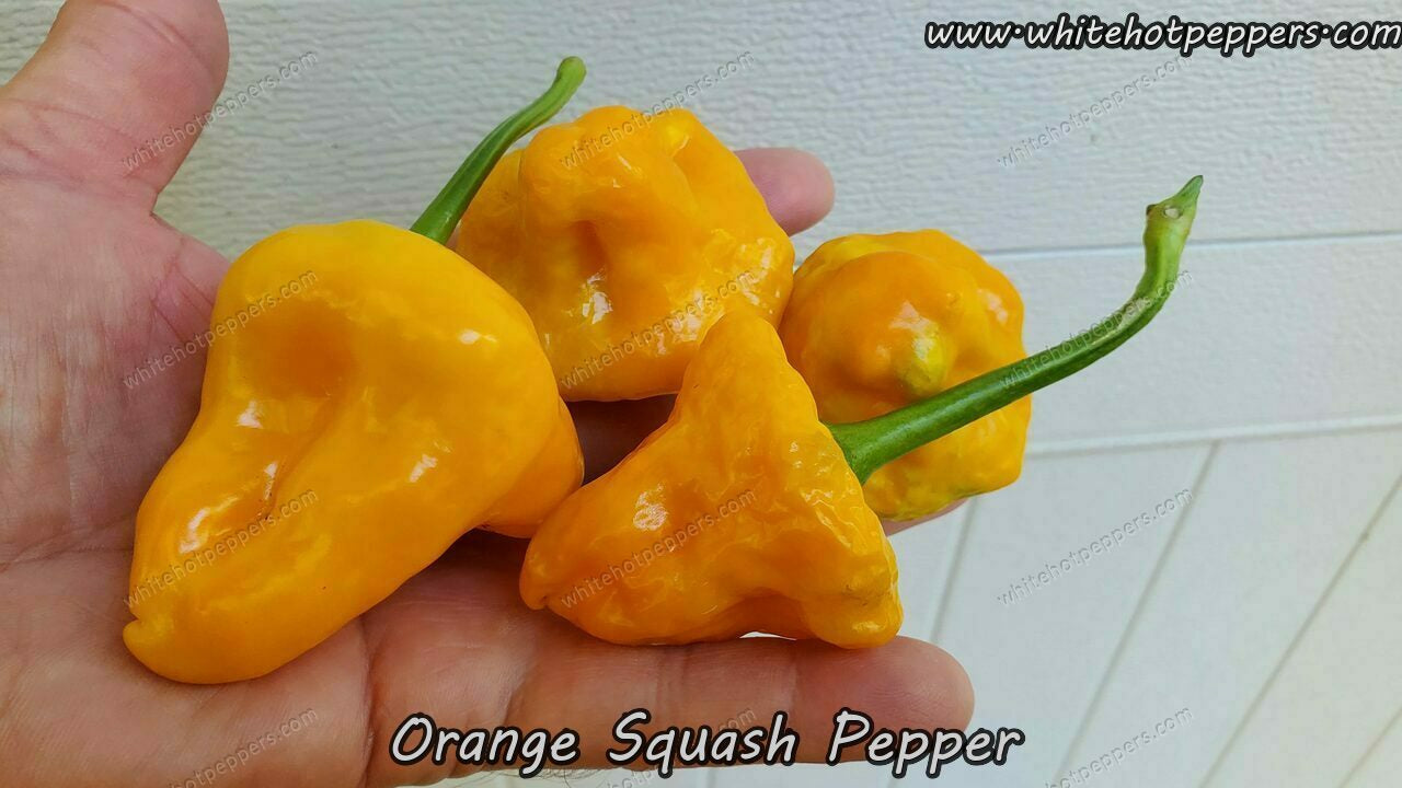 Orange Squash Pepper - Pepper Seeds - White Hot Peppers