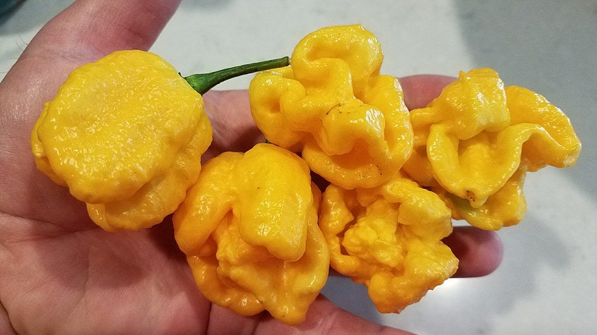 Orange Yaky - Pepper Seeds - White Hot Peppers