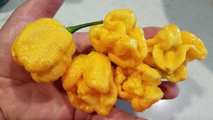 Orange Yaky - Pepper Seeds - White Hot Peppers