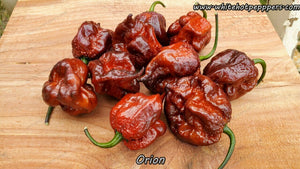 Orion - Pepper Seeds - White Hot Peppers
