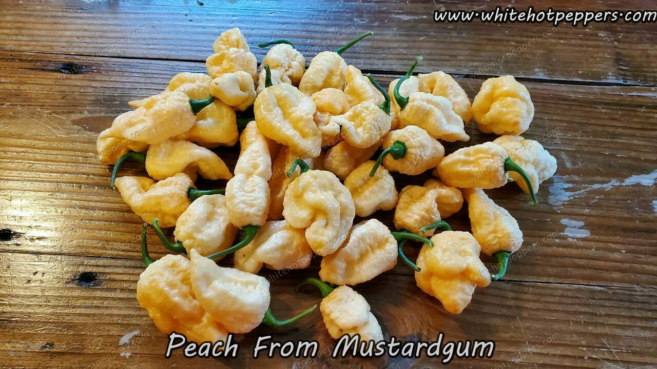 Peach from Mustardgum - Pepper Seeds - White Hot Peppers
