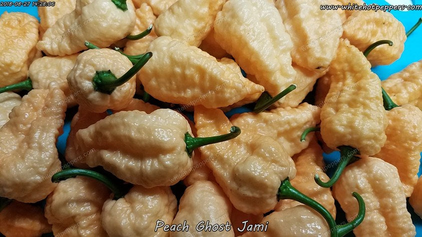 Peach Ghost Jami - Pepper Seeds - White Hot Peppers