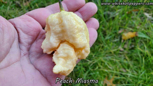Peach Miasma - Pepper Seeds - White Hot Peppers