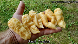 Peach Turdcicle - Pepper Seeds - White Hot Peppers