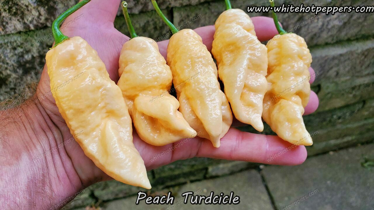 Peach Turdcicle - Pepper Seeds - White Hot Peppers