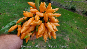 Pimenta Moranga Peach Cross - Pepper Seeds - White Hot Peppers