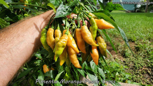 Pimenta Moranga Peach Cross - Pepper Seeds - White Hot Peppers