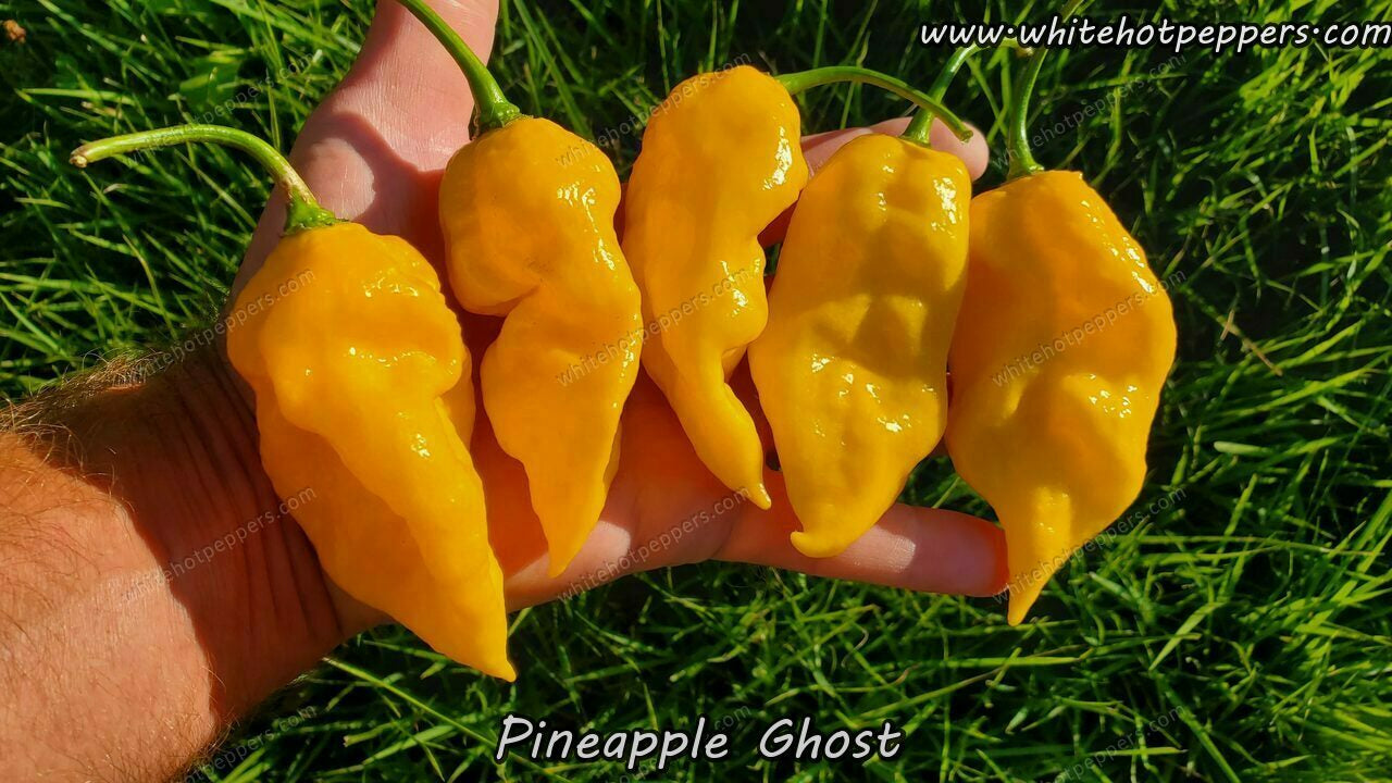 Pineapple Ghost - Pepper Seeds - White Hot Peppers