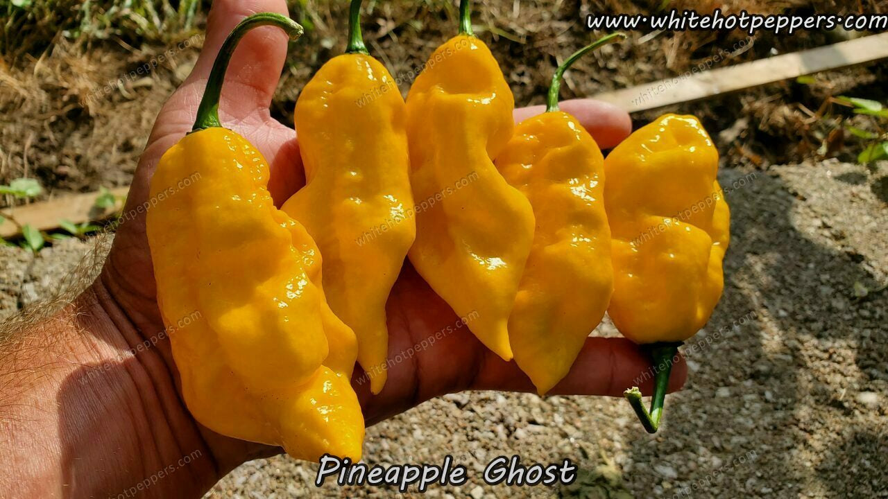 Pineapple Ghost - Pepper Seeds - White Hot Peppers