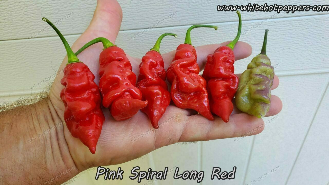 Pink Spiral Red Long - Pepper Seeds - White Hot Peppers