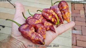Pink Tiger x Peach Bhut - Pepper Seeds - White Hot Peppers