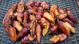 Pink Tiger x Peach Bhut - Pepper Seeds - White Hot Peppers