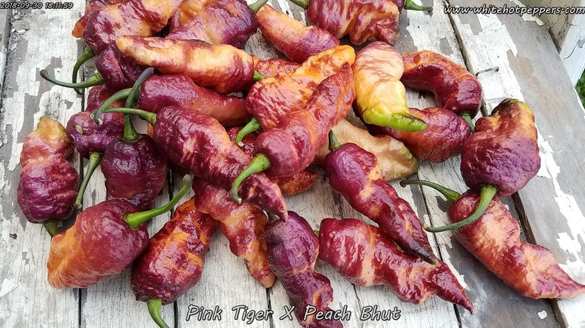 Pink Tiger x Peach Bhut - Pepper Seeds - White Hot Peppers