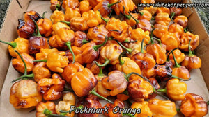 Pockmark Orange - Pepper Seeds - White Hot Peppers