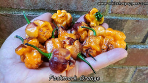 Pockmark Orange - Pepper Seeds - White Hot Peppers