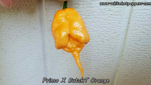 Primo x Butch T Orange - Pepper Seeds - White Hot Peppers