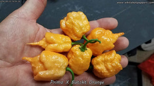 Primo x Butch T Orange - Pepper Seeds - White Hot Peppers