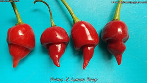 Primo x Lemon Drop - Pepper Seeds - White Hot Peppers