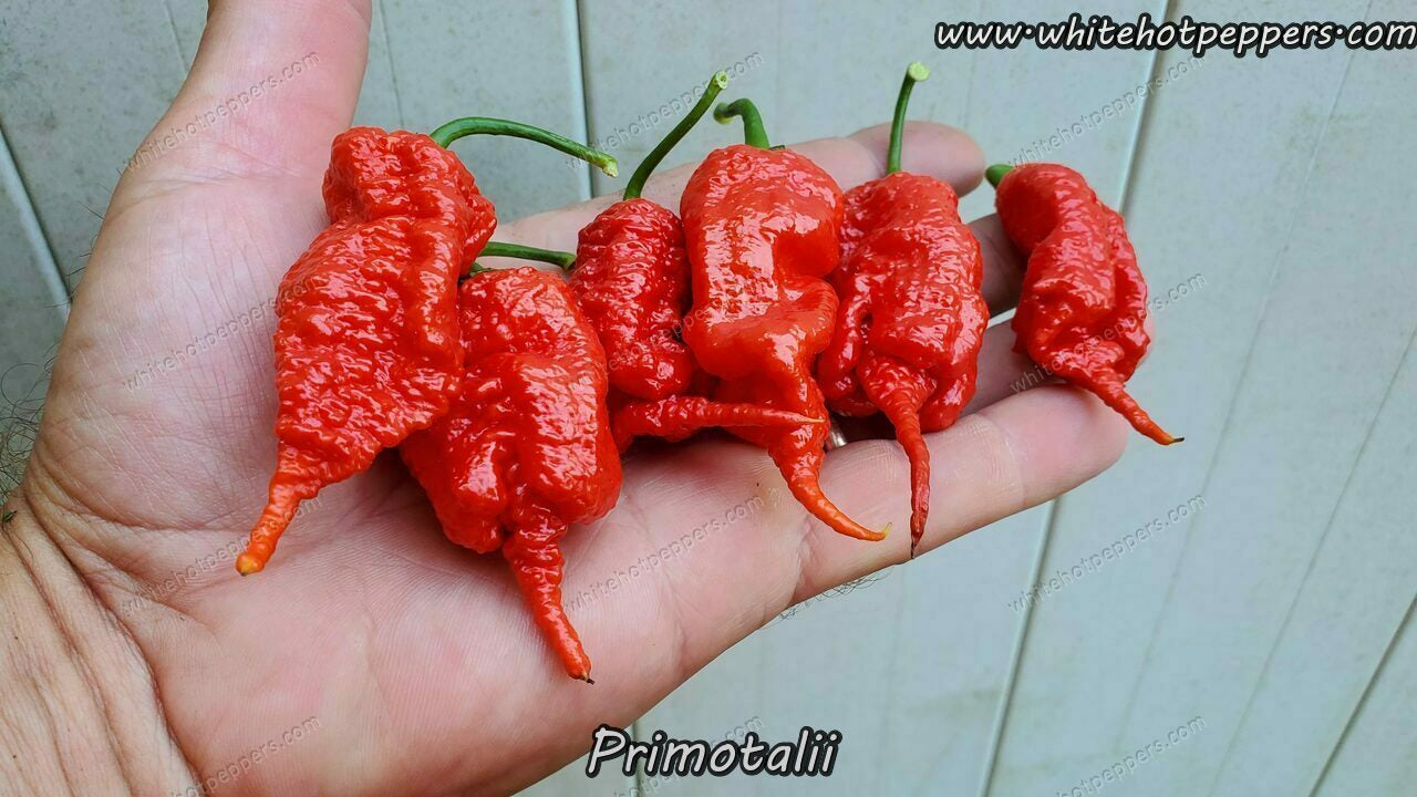 Primotalii - Pepper Seeds - White Hot Peppers
