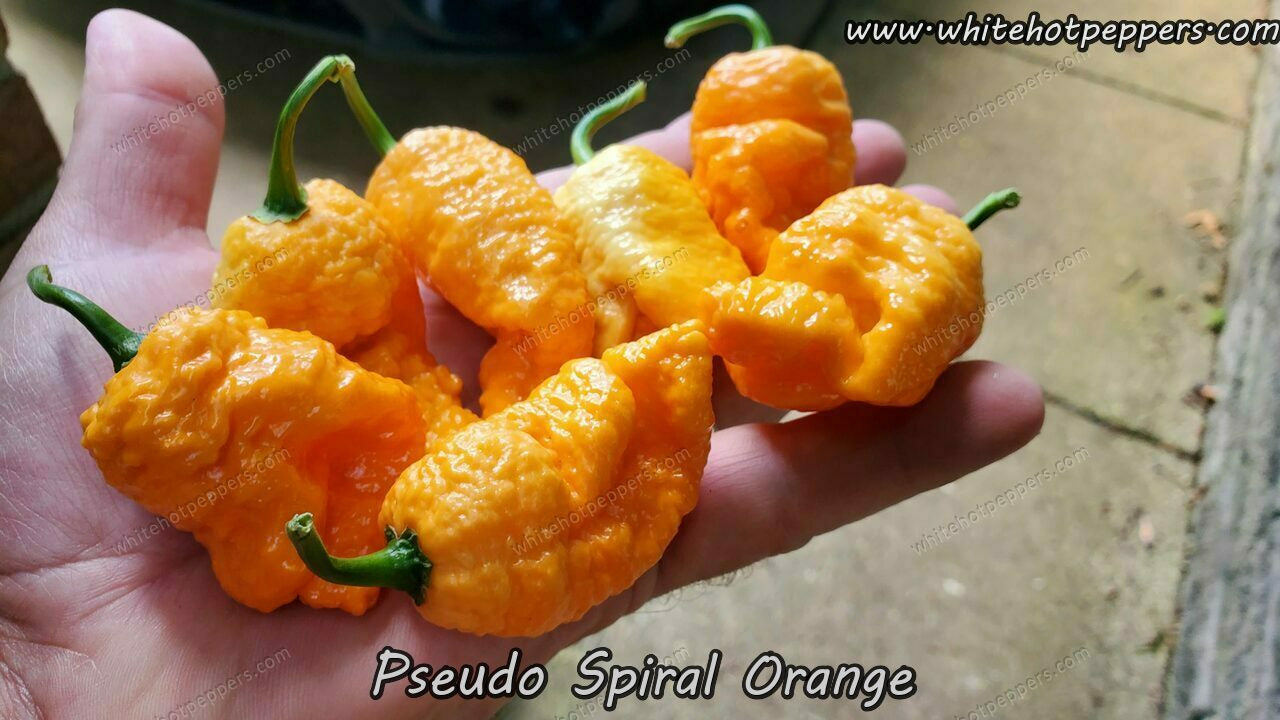 Pseudo Spiral Orange - Pepper Seeds - White Hot Peppers