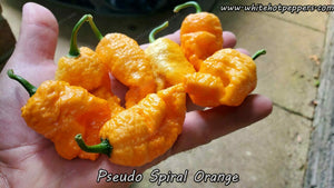 Pseudo Spiral Orange - Pepper Seeds - White Hot Peppers