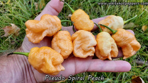 Pseudo Spiral Peach - Pepper Seeds - White Hot Peppers