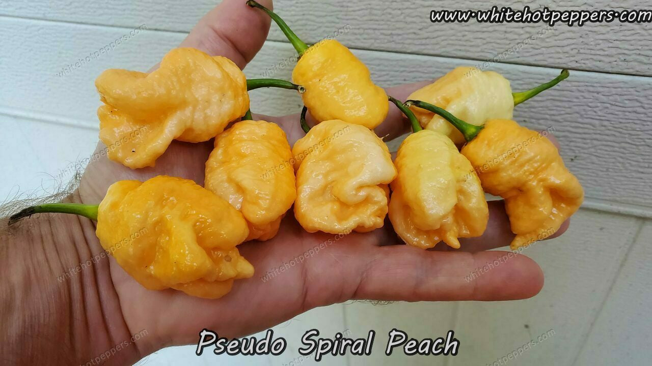 Pseudo Spiral Peach - Pepper Seeds - White Hot Peppers