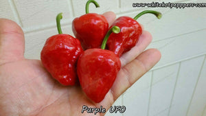 Purple UFO - Pepper Seeds - White Hot Peppers