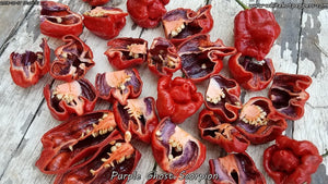 Purple Ghost Scorpion - Pepper Seeds - White Hot Peppers