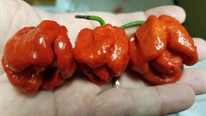 Purple Ghost Scorpion - Pepper Seeds - White Hot Peppers
