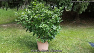 Purple Ghost Scorpion - Pepper Seeds - White Hot Peppers