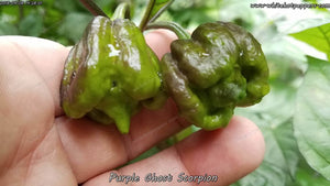 Purple Ghost Scorpion - Pepper Seeds - White Hot Peppers