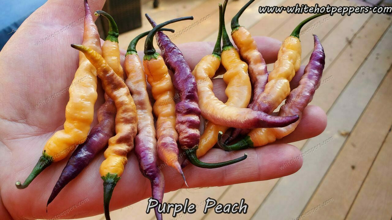 Purple Peach - Pepper Seeds - White Hot Peppers